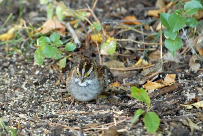 White-Throated Sparrow
