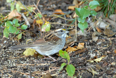White-Throated Sparrow