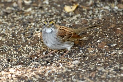 White-Throated Sparrow