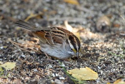 White-Throated Sparrow