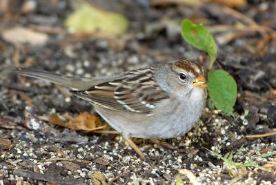 White-Crowned Sparrow (Juvenile)