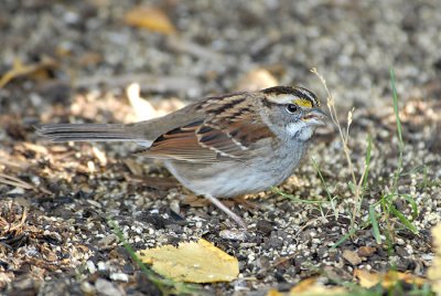 White-Throated Sparrow