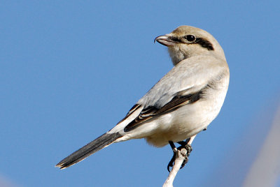 Northern Shrike