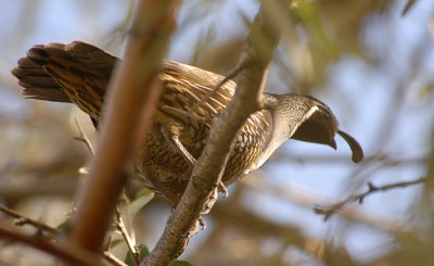 California Quail