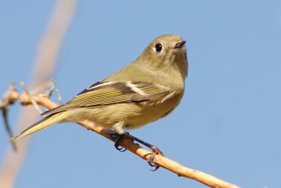 Kinglet