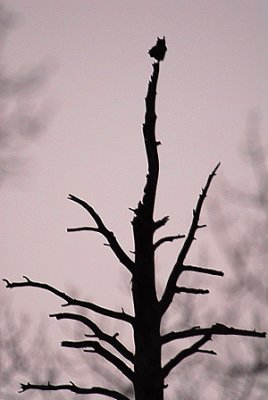 Great Horned Owl