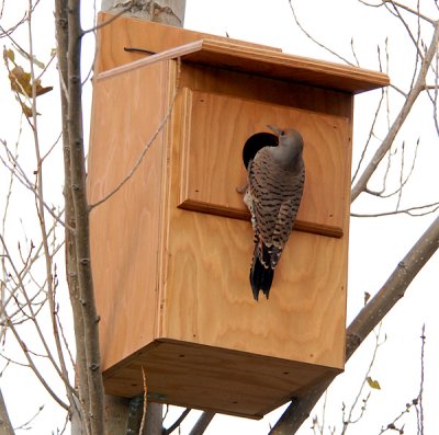 Northern Flicker Nest Box