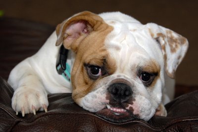 Maggie - 9 Months