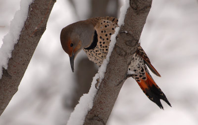 Northern Flicker