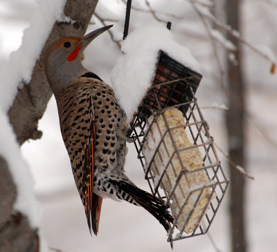 Northern Flicker