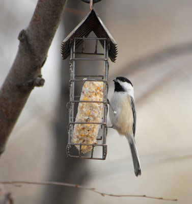 Black-capped Chickadee