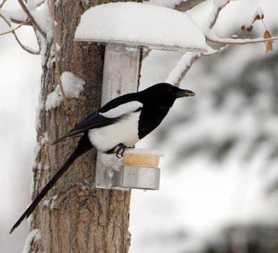 Peanut Butter and Millet Feeder