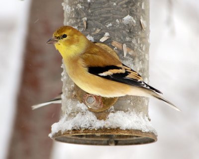 American Goldfinch