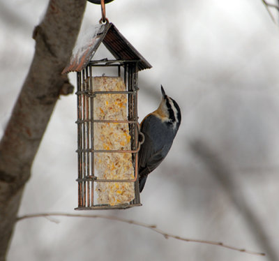 Red-breasted Nuthatch