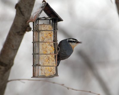 Red-breasted Nuthatch