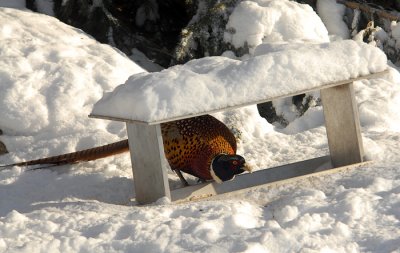 Ring-necked Pheasant