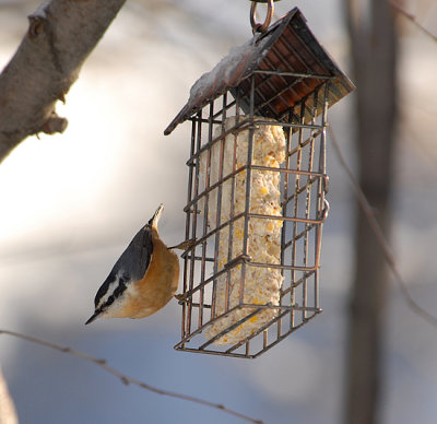 Red-breasted Nuthatch