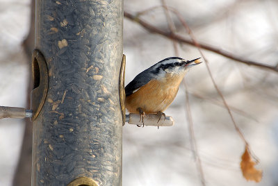 Red-breasted Nuthatch