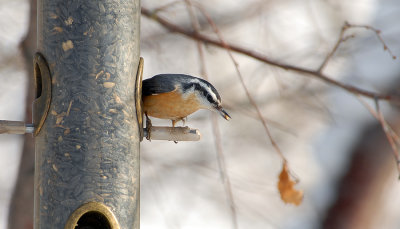 Red-breasted Nuthatch