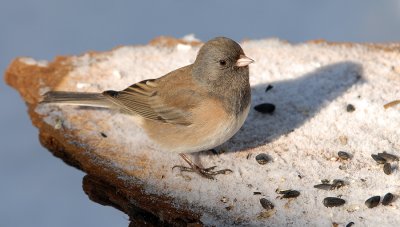 Dark-eyed Junco