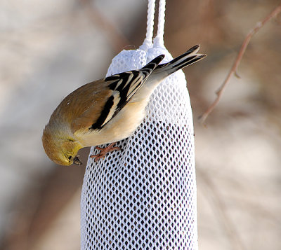 American Goldfinch