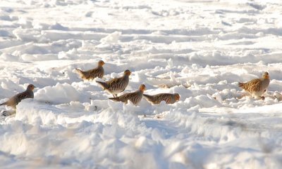 Gray Partridge