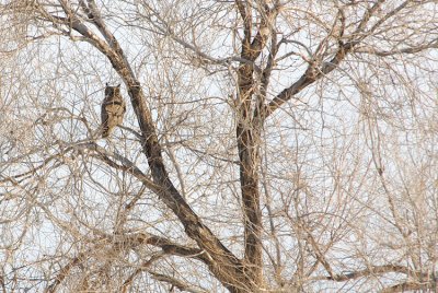 Great Horned Owl