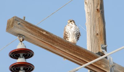 Prairie Falcon