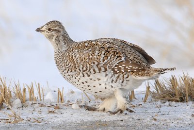 Sharp-tailed Grouse