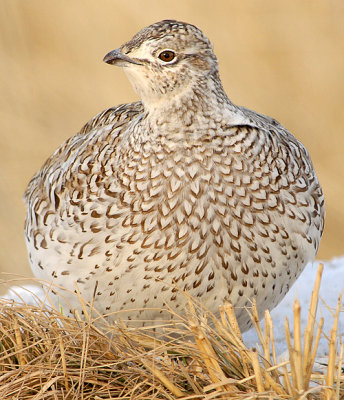 Sharp-tailed Grouse
