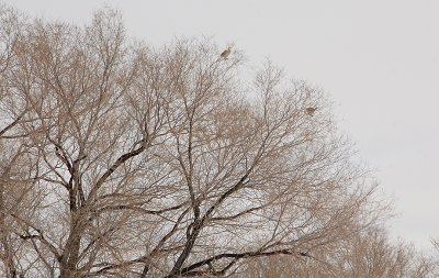 A closer look at the grouse in the tree