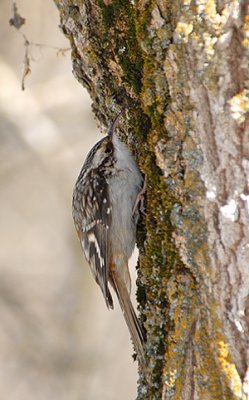 Brown Creeper