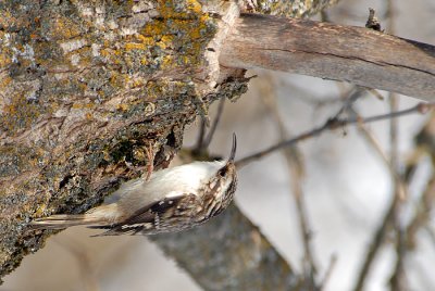 Brown Creeper