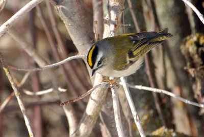 Golden-crowned Kinglet