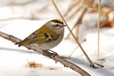 Golden-crowned Kinglet