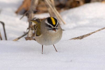 Golden-crowned Kinglet