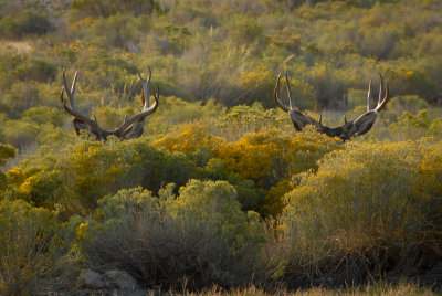 Antelope Island Mule Deer - I believe they think they are hiding