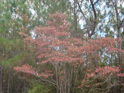 Fall Red In The Wooded Area.JPG