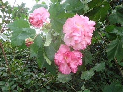 Pink Flower.JPG