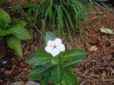 White Flower.JPG