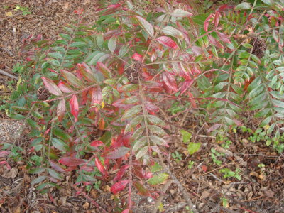 Wild Plant Changing Color.JPG