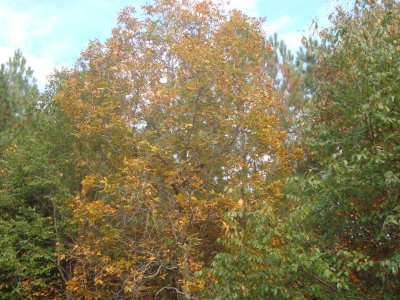 Yellow and Green In The Woods.JPG