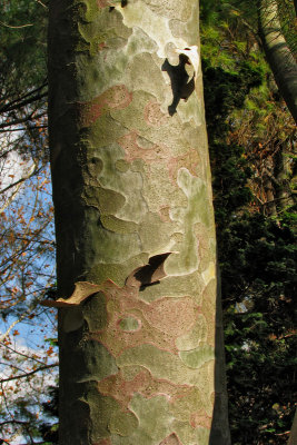 Bark4959w.jpg