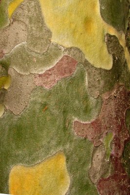 Bark4961w.jpg
