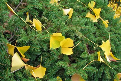 Gingko4935w.jpg