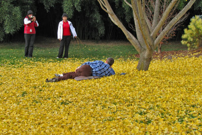 Gingko4944w.jpg