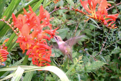 HummingbirdCrocosmia6w.jpg