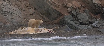 The Polar bear, The Liefdefjord 