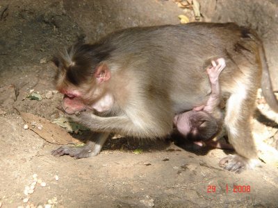 Falls Monkey+Baby