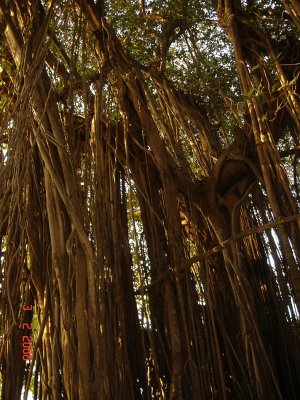 Picnic Banyan Tree Rear